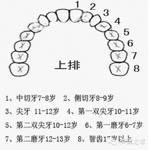 兒童換牙順序圖