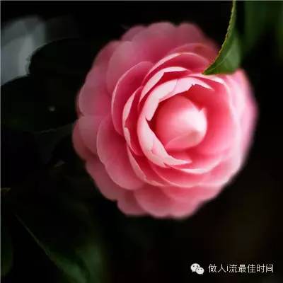 輕度宮頸糜爛不可小視