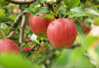蘋果營(yíng)養(yǎng)高 三大禁忌要牢記