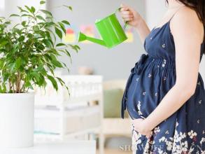 孕婦不宜種養(yǎng)五類花卉