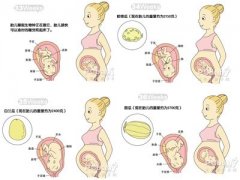懷孕9個(gè)月胎兒發(fā)育過(guò)程圖