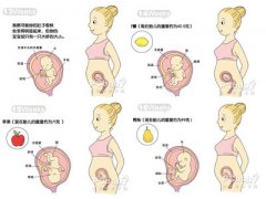 懷孕4個月胎兒發(fā)育過程圖