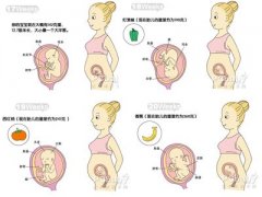 懷孕5個(gè)月胎兒發(fā)育過(guò)程圖