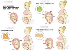 懷孕8個月胎兒發(fā)育過程圖